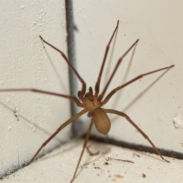 Aranhas