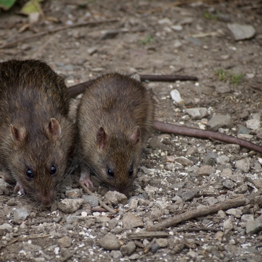 Ratos